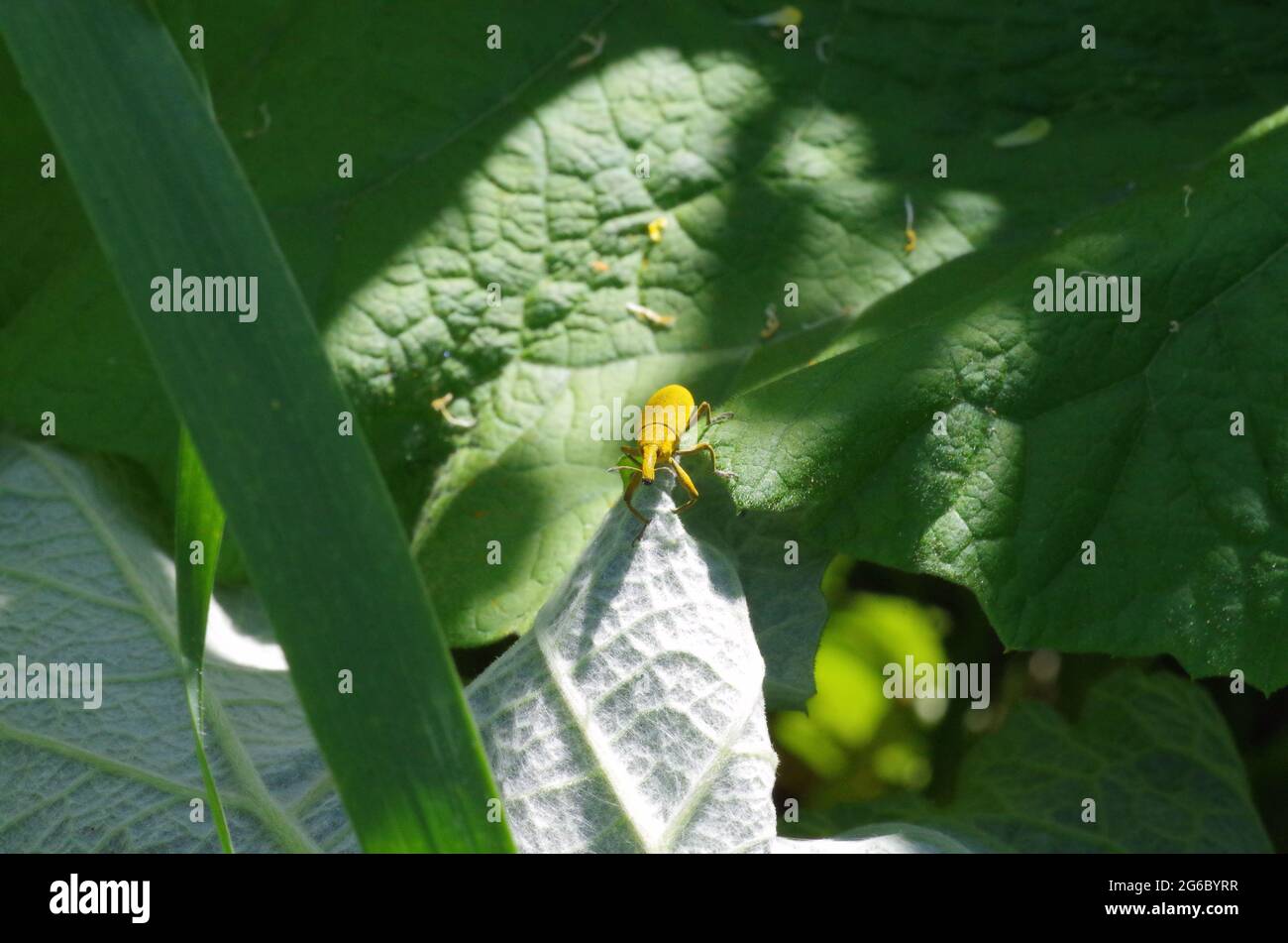 vue rapprochée d'un bogue jaune sur une feuille Banque D'Images