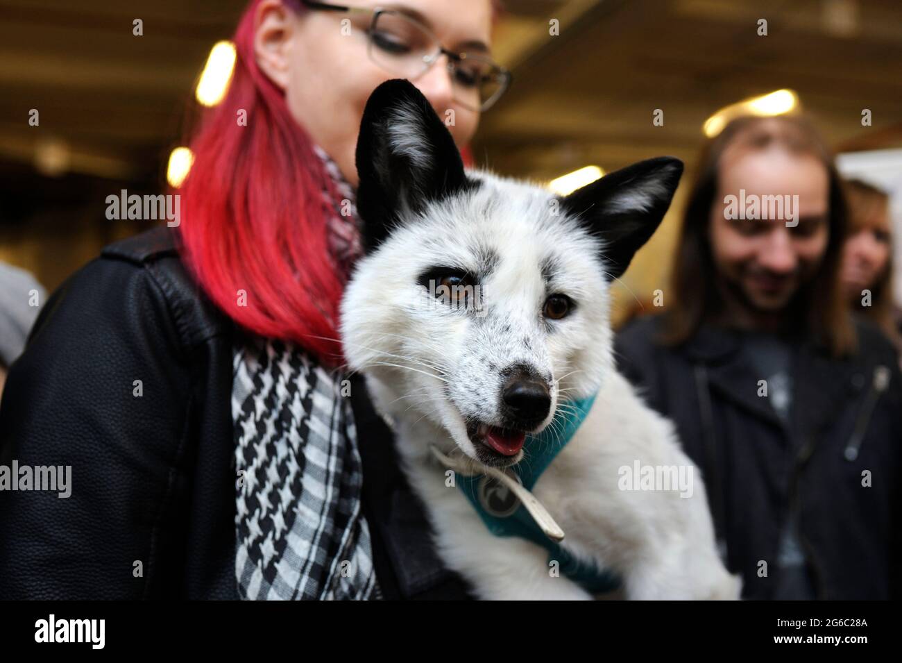Femme propriétaire tenant un renard d'animal argenté sur les mains. 2 octobre 2019. Kiev, Ukraine Banque D'Images