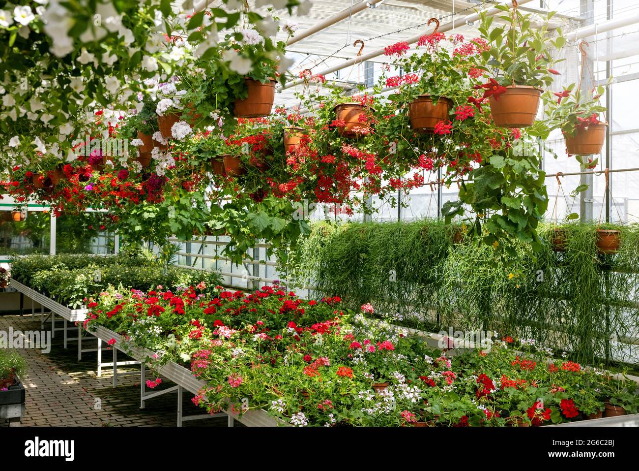 plantes de jardin ornementales et fleurs de pélargonium à la serre de pépinière Banque D'Images