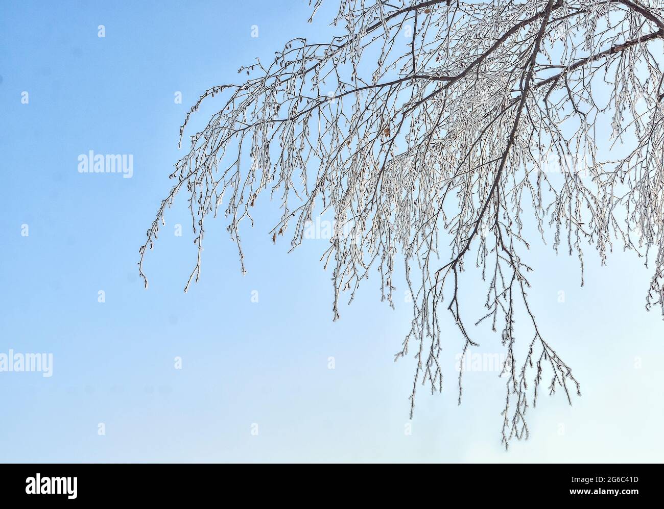 Branche d'arbre de bouleau avec givre recouvert de lumière du soleil du soir sur fond bleu ciel. Rime sur les brindilles de bouleau - beauté et harmonie du vin Banque D'Images