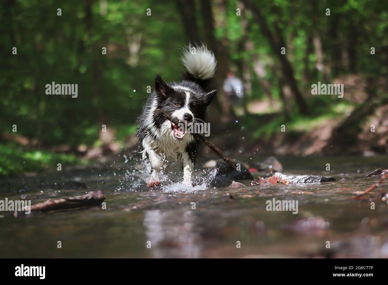 Funny Border Collie court dans l'eau avec Stick dans sa bouche. Crazy Black and White Dog Haves Fun in River. Banque D'Images