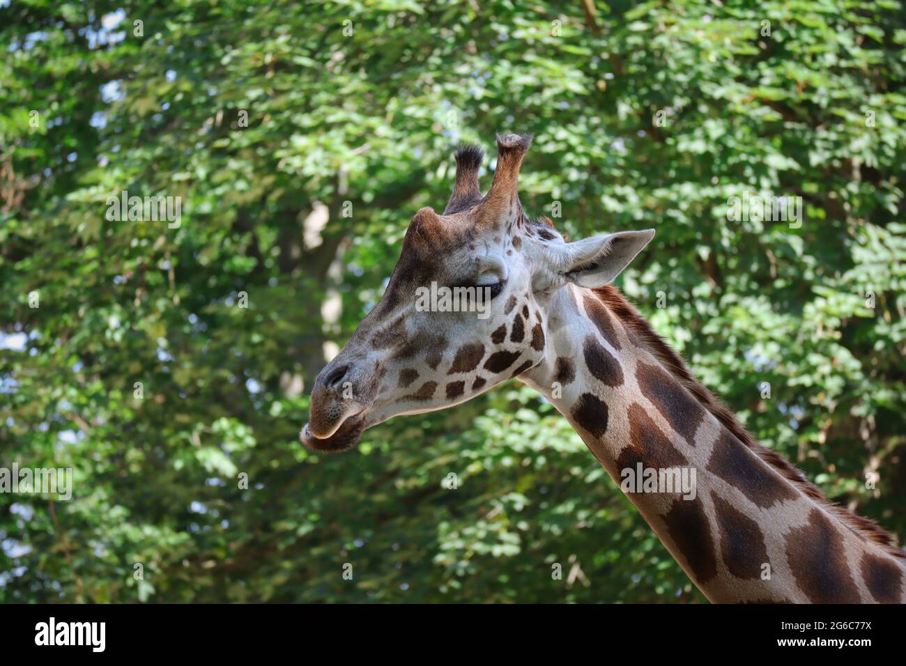 Magnifique Giraffe de Rothschild au zoo de Liberec. Animal africain à col long dans le jardin zoologique tchèque. Banque D'Images