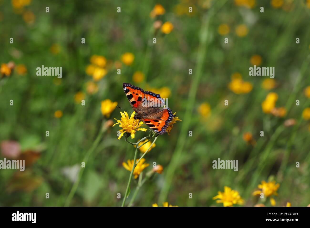 Petit Tortoiseshell papillon Pollinates Fleur jaune dans la nature. Aglais urticae recueille le nectar de la plante à fleurs pendant la belle journée. Banque D'Images