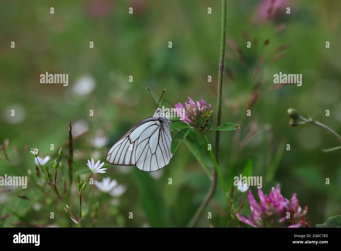 Le blanc à voile noir, est un grand papillon de la famille des Pieridae. Aporia Crataegi Pollinates trèfle rouge dans la nature. Banque D'Images