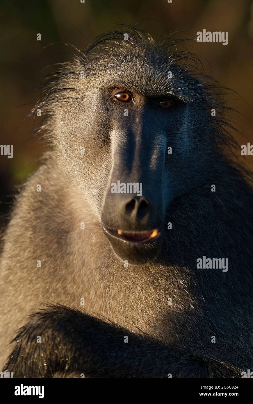 Singe babouin, Papio hamadryas ursinus, Parc National Kruger Sud , Afrique. Banque D'Images