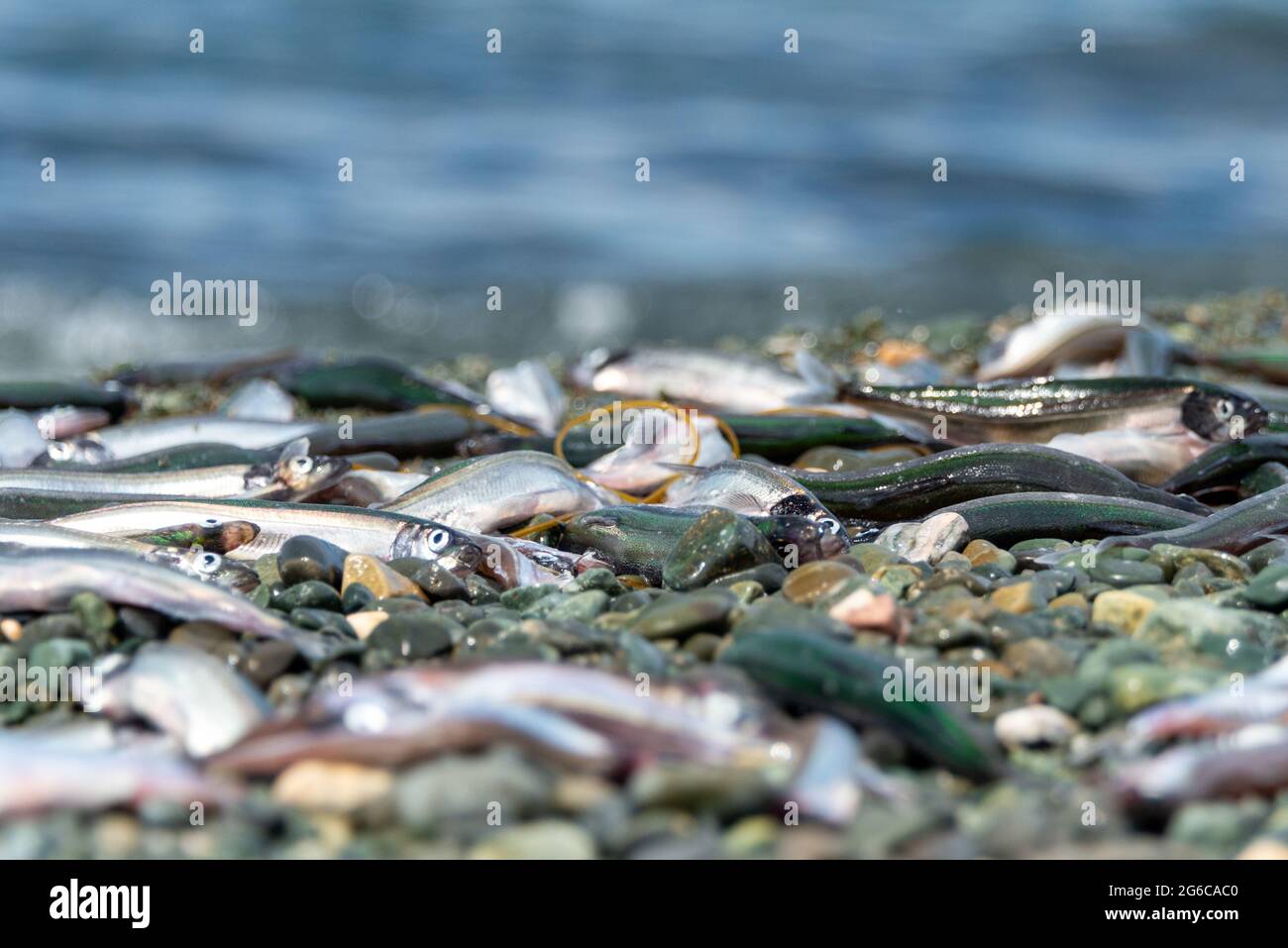 Un petit poisson de capelan frais ou une éperlan de capelan avec des corps verts et argentés se trouve sur une plage rocheuse. Banque D'Images