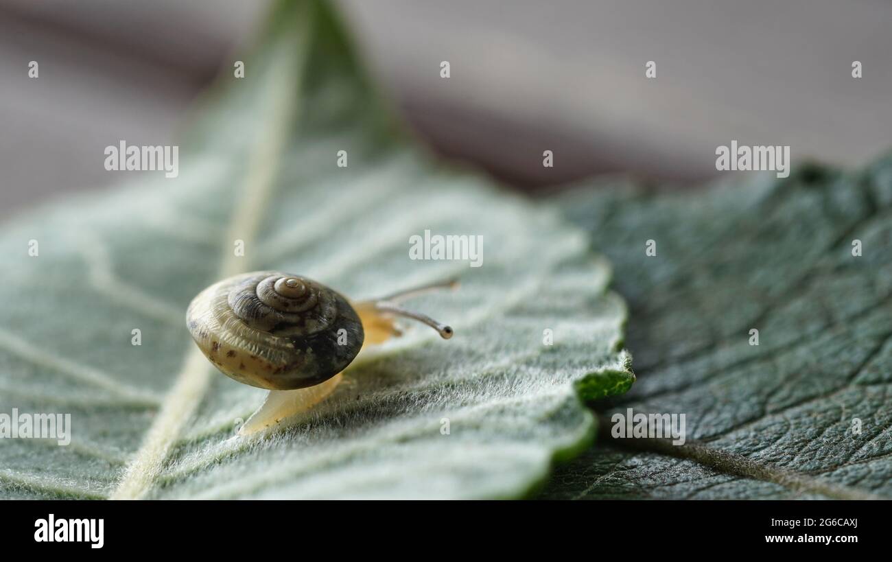 Kleine Schnecke auf einem Blatt Banque D'Images