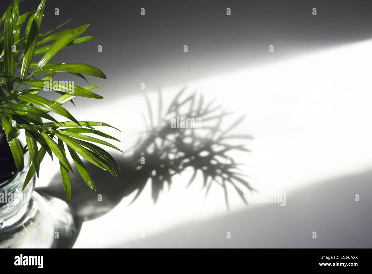 Ombre de la mini plante de chamaedorea sur table blanche Banque D'Images