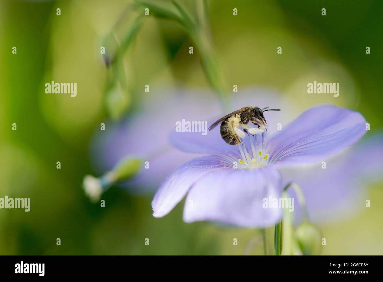 Kleine Wildbiene auf einer Leinblüte Banque D'Images