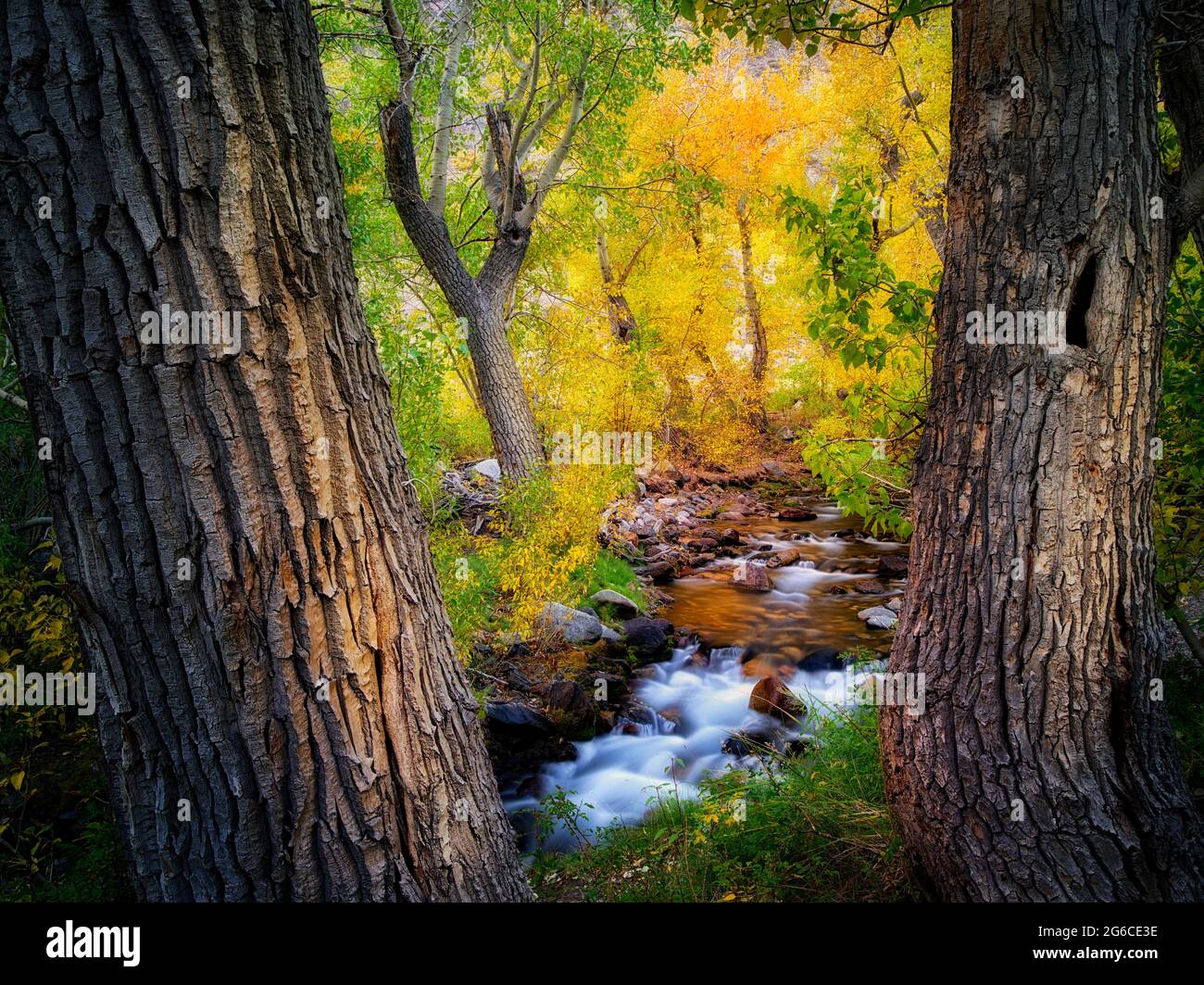 Mcgee Creek avec couleur automne peupliers. L'Est de la Sierra Nevada, en Californie Banque D'Images