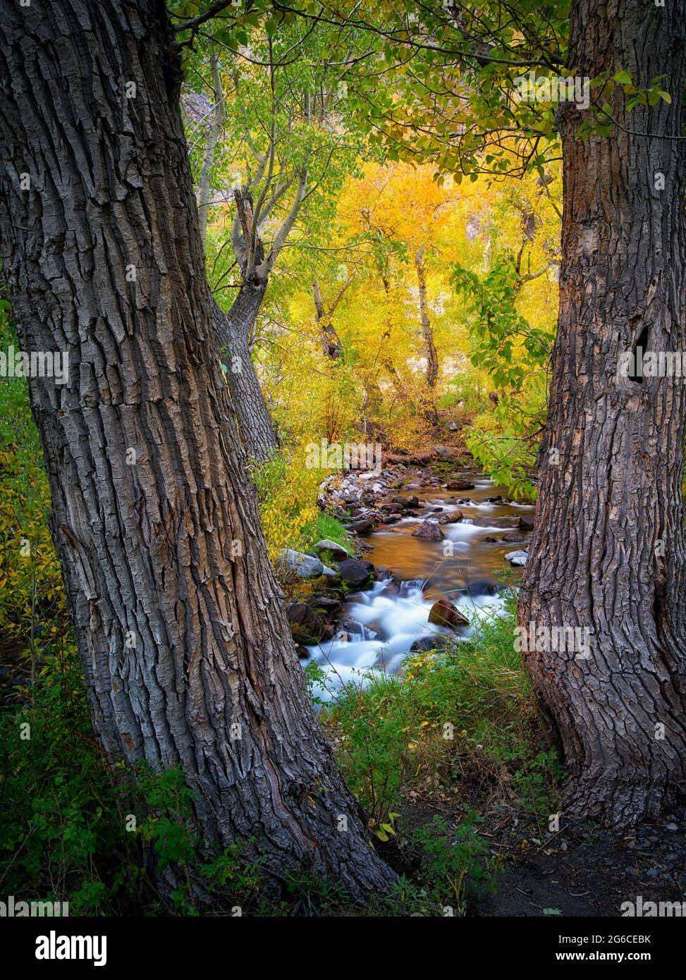 Mcgee Creek avec couleur automne peupliers. L'Est de la Sierra Nevada, en Californie Banque D'Images