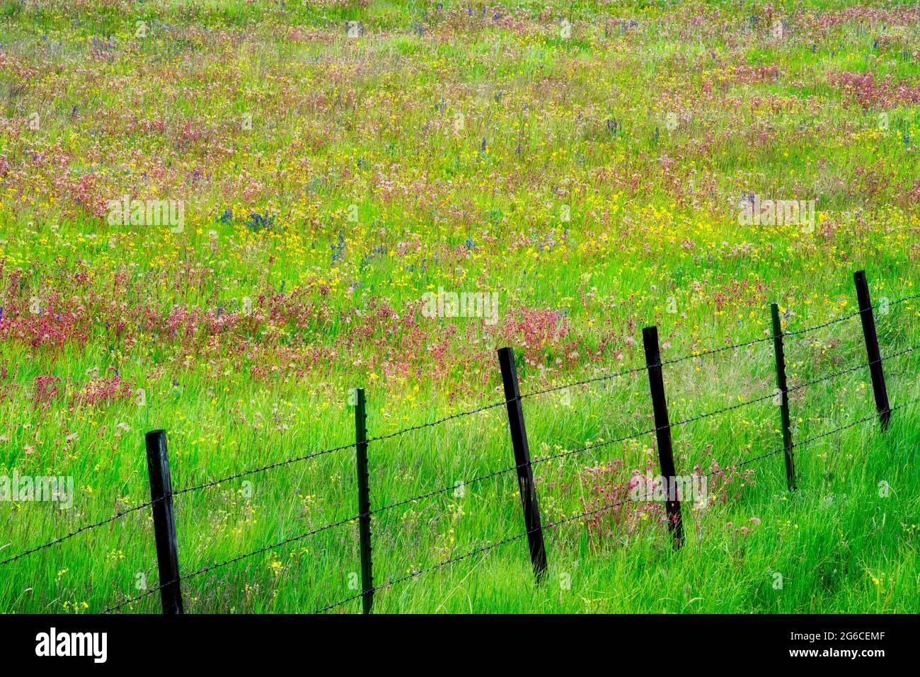 Ligne de clôture avec des fleurs sauvages. Prairie Zumwalt, Oregon Banque D'Images