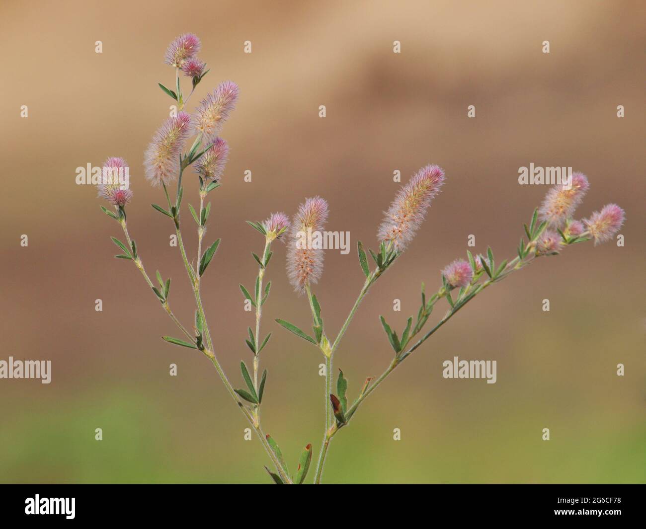 Trèfle de pied-de-biche, Trifolium arvense Banque D'Images