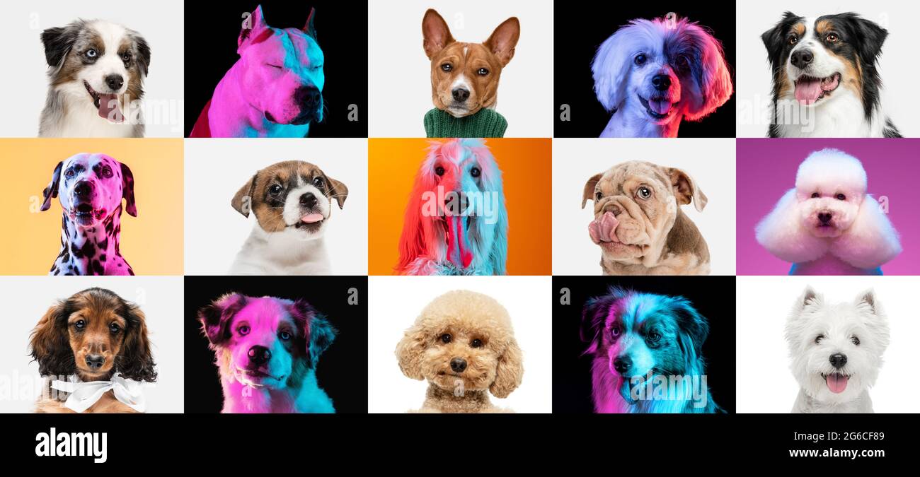 Collage d'art fait de chiens drôles différentes races sur fond de studio multicolore à la lumière du néon Banque D'Images