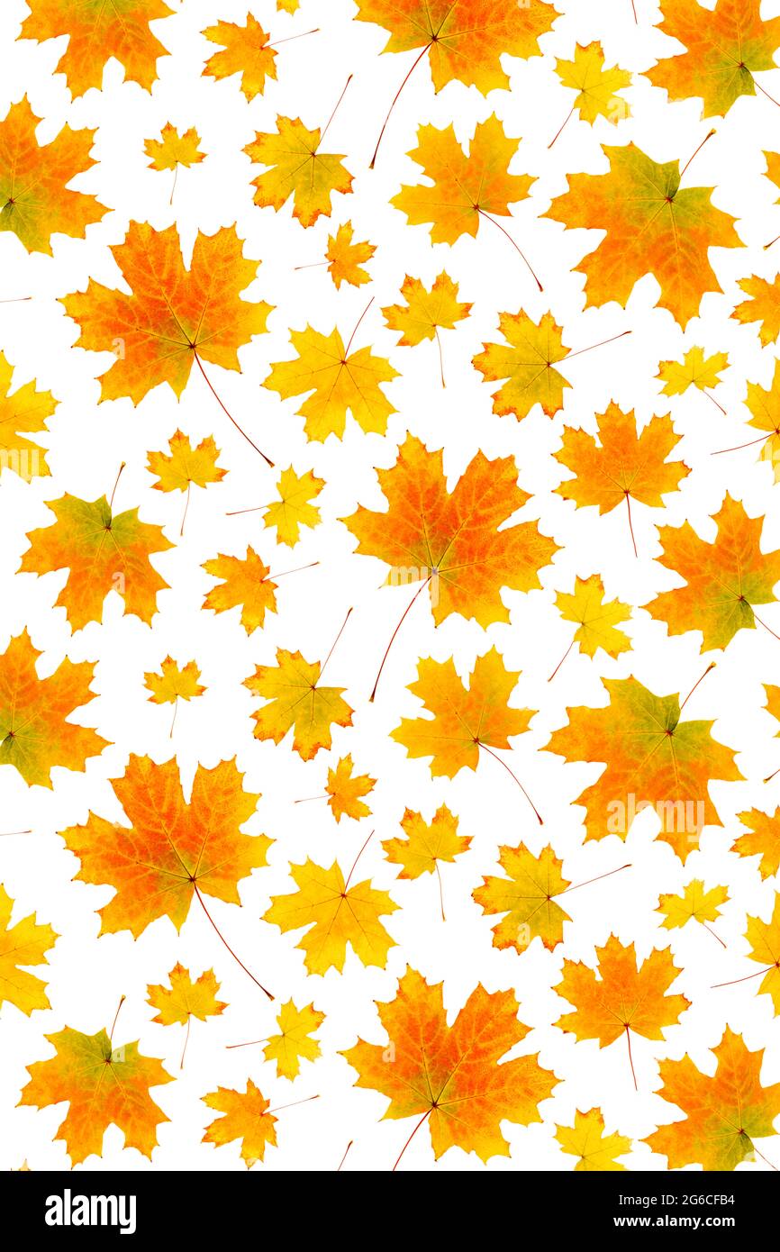 Motif de feuilles d'automne orange naturelles sur fond blanc, comme toile de fond ou texture. Papier peint d'automne pour votre conception. Vue de dessus Flat lay. Banque D'Images