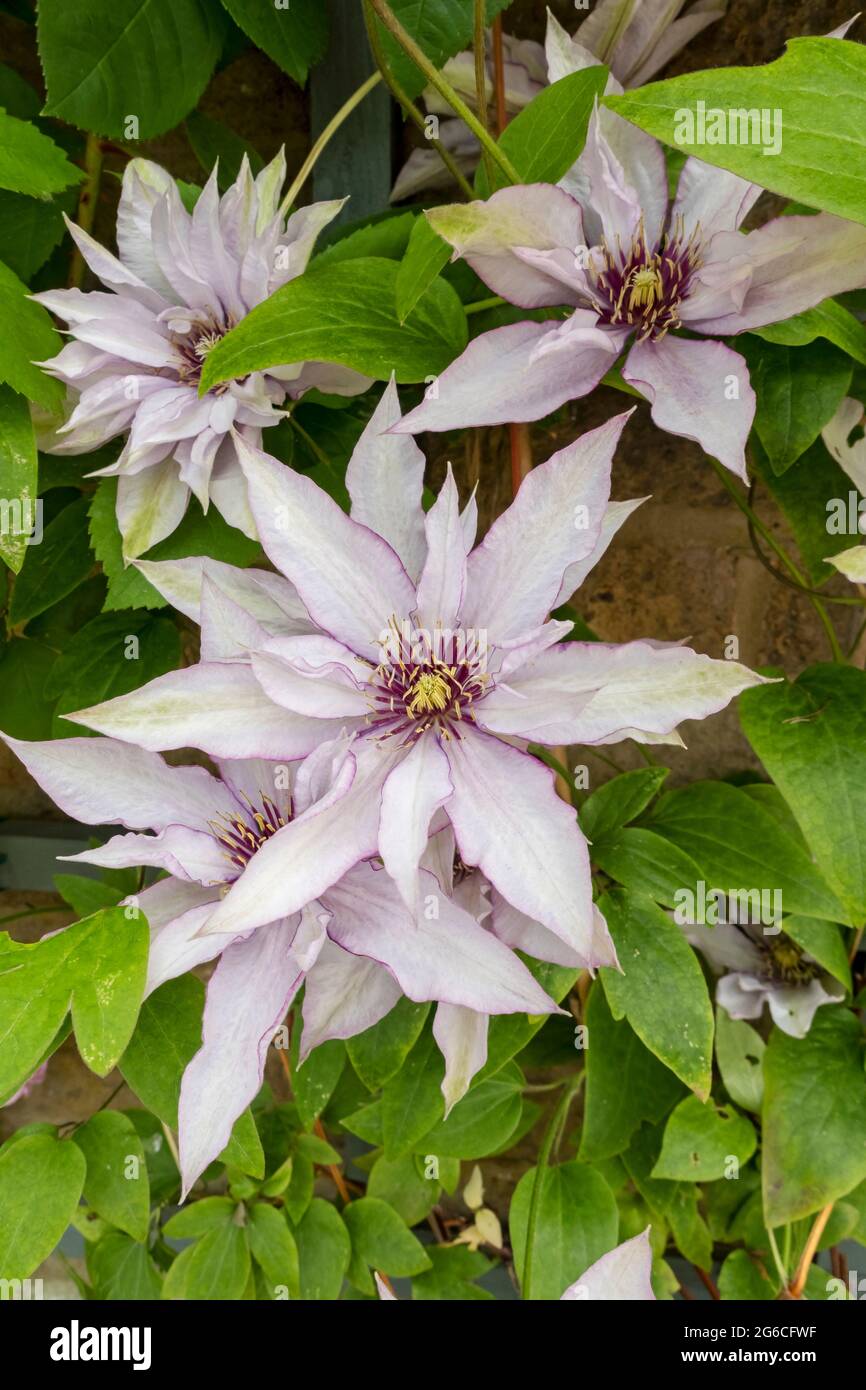 Gros plan de l'alpiniste clematis 'Samaritan JO' plante des fleurs fleuries sur une clôture en treillis sur un mur dans le jardin en été Angleterre Royaume-Uni Banque D'Images