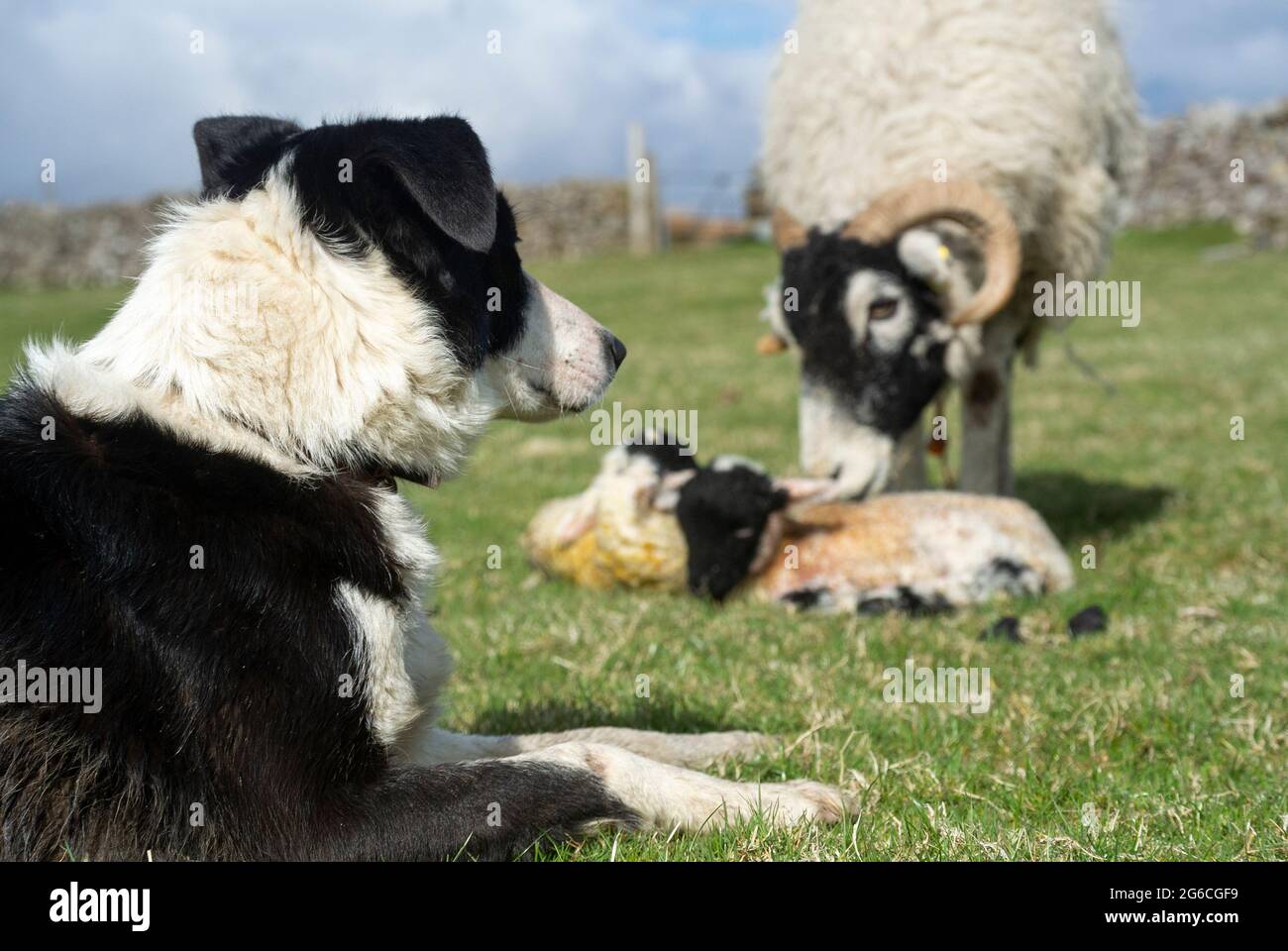 Border collie Sheepdog regardant une brebis galée avec des agneaux nouveau-nés dans une ferme de collines, Cumbria, Royaume-Uni. Banque D'Images