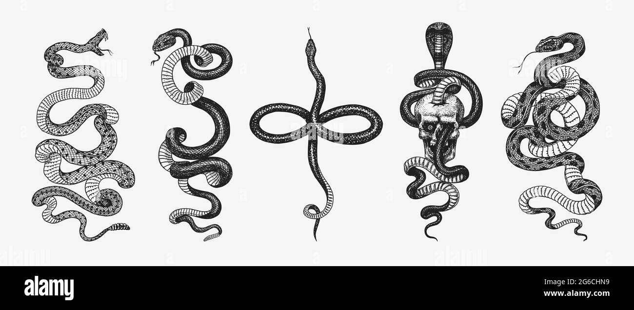 Ensemble de serpents. Pythonidae ou python. Boinae ou boas ou boïdes. Coureur de l'est ou constricteur de Coluber. Cobra indien ou spectaculaire ou asiatique ou binocellate Illustration de Vecteur