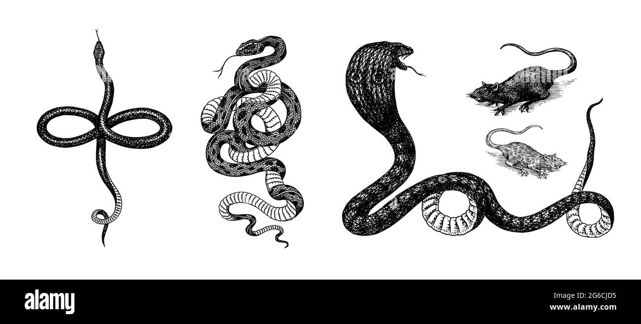 Ensemble de serpents. Pythonidae ou python. Boinae ou boas ou boïdes. Coureur de l'est ou constricteur de Coluber. Cobra indien ou spectaculaire ou asiatique ou binocellate Illustration de Vecteur