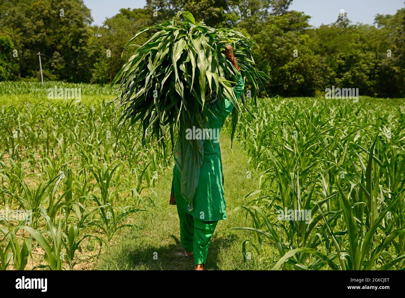 Femme Farmer portant l'herbe verte sur sa tête Banque D'Images