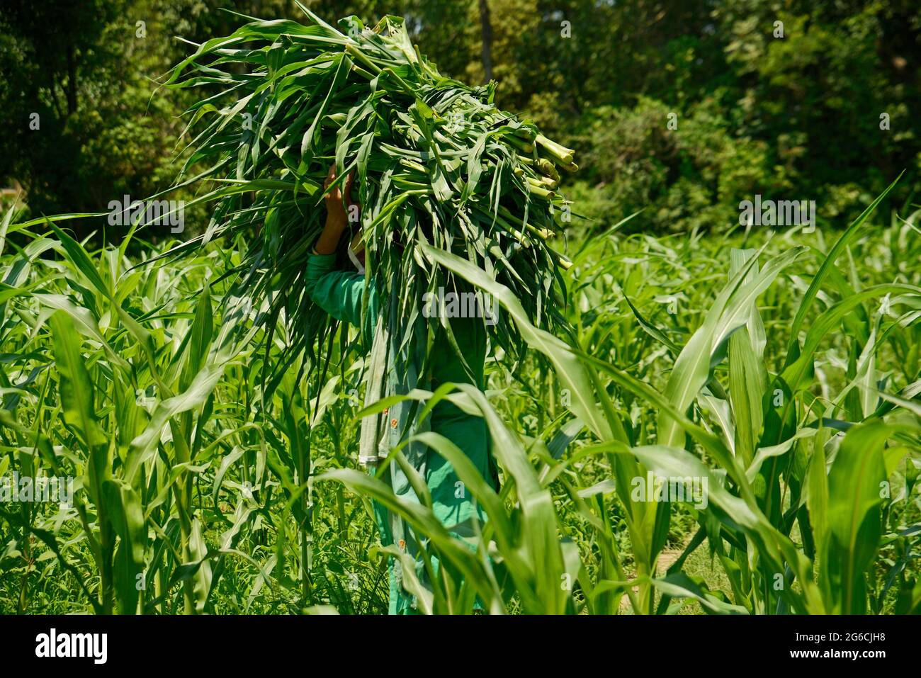 Femme Farmer portant l'herbe verte sur sa tête Banque D'Images