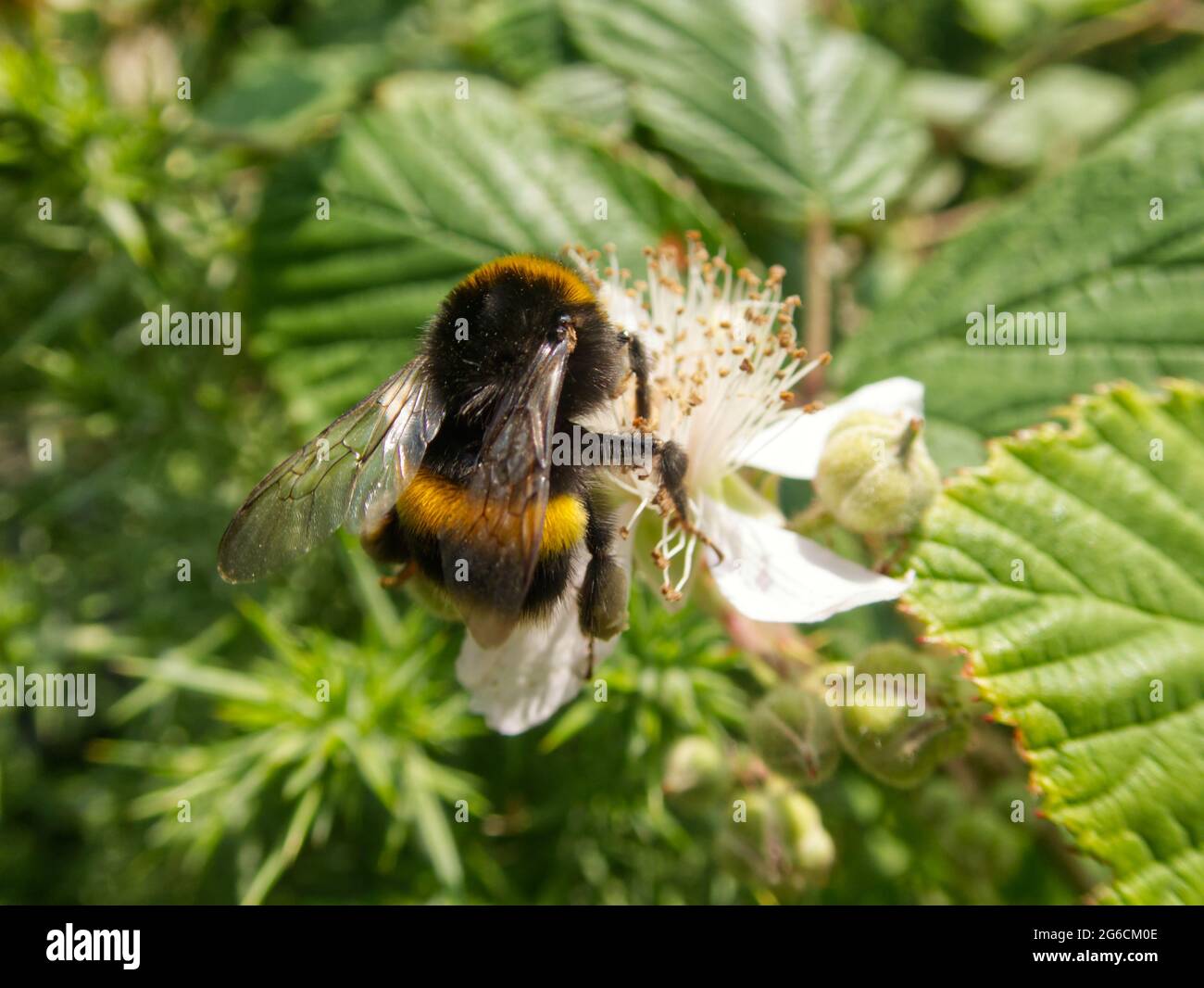 Bumblebee sur une fleur blanche en été Banque D'Images