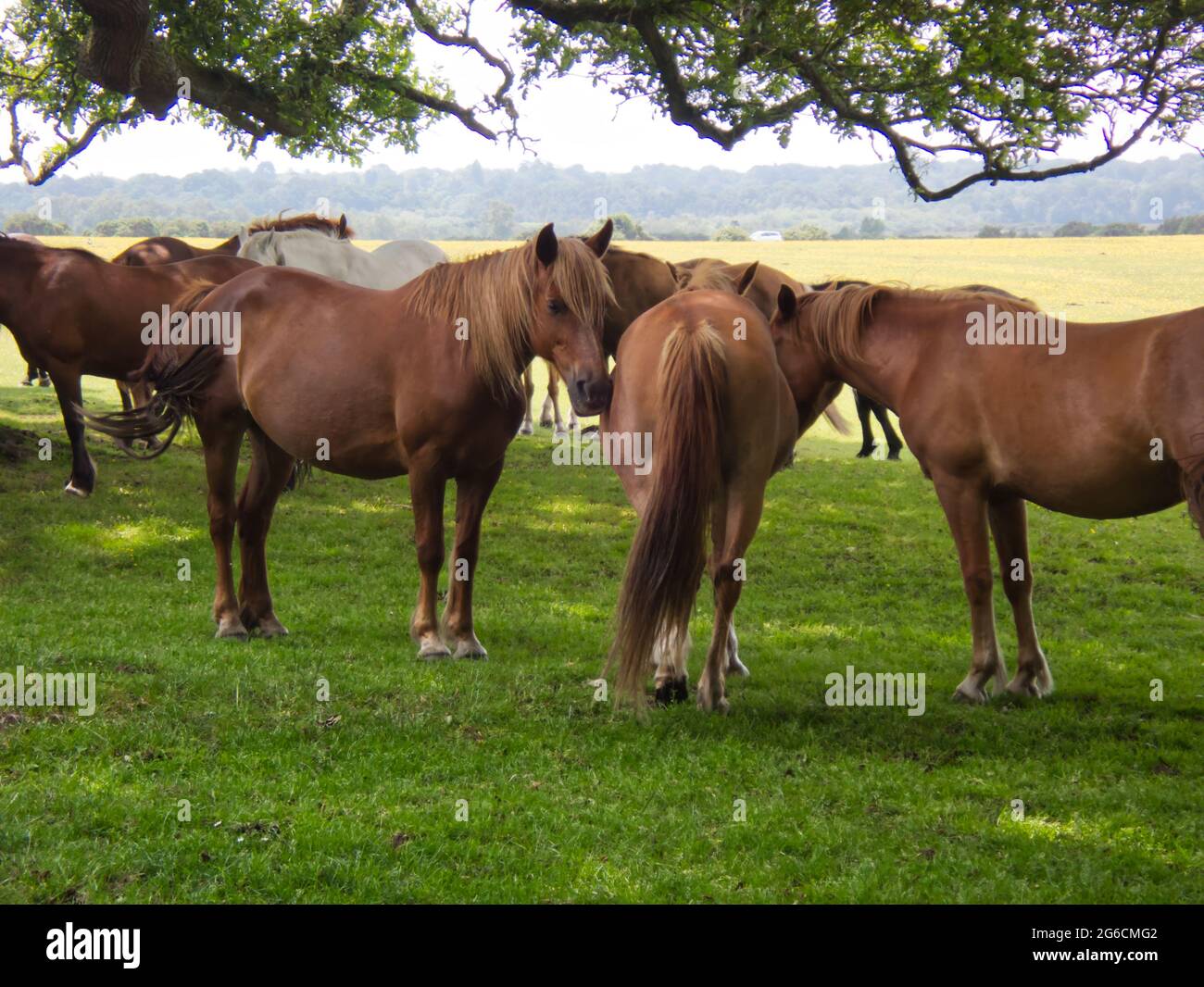 Chevaux sauvages et poneys dans le parc national de New Forest, Hampshire, Royaume-Uni Banque D'Images