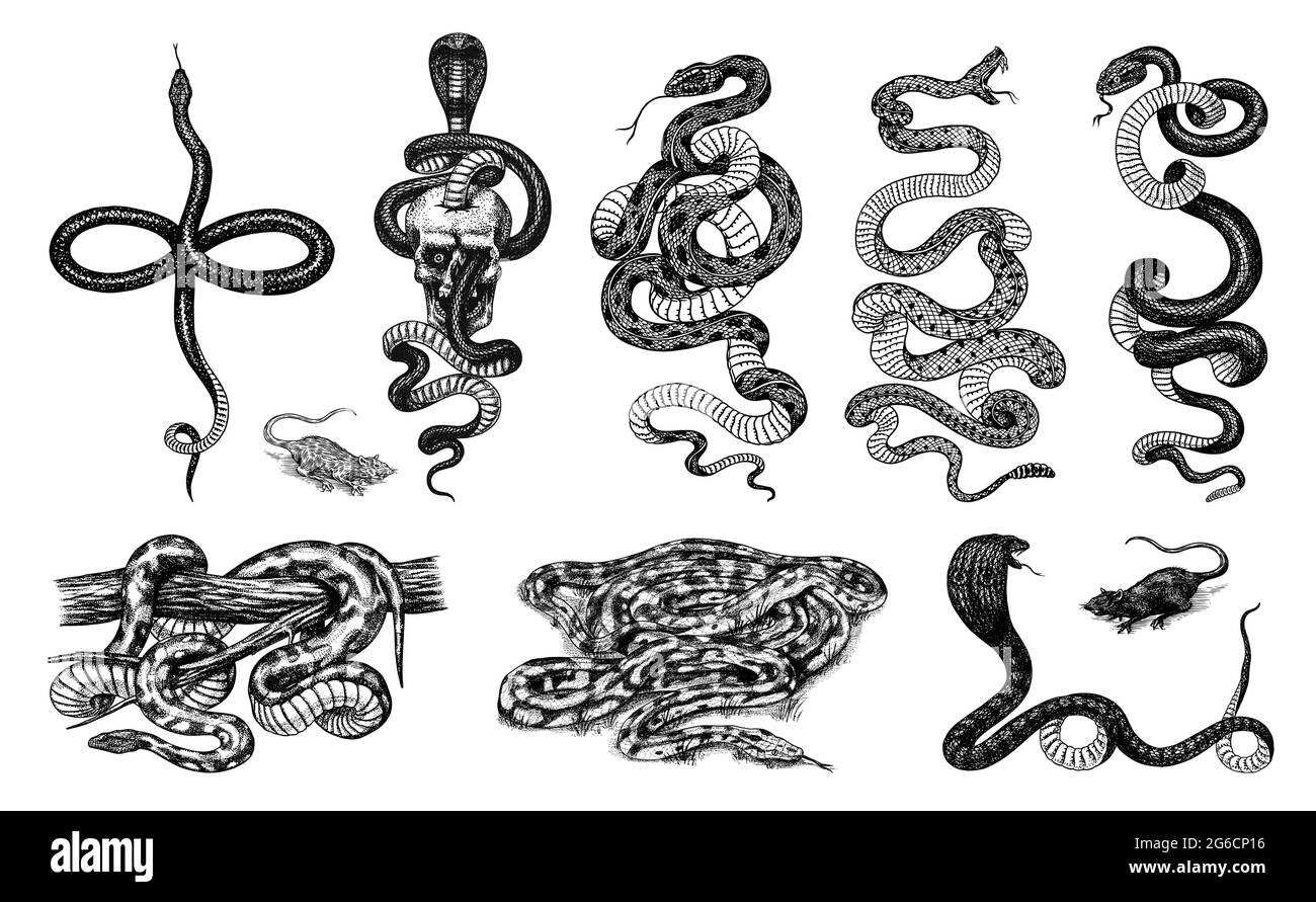 Ensemble de serpents. Pythonidae ou python. Boinae ou boas ou boïdes. Coureur de l'est ou constricteur de Coluber. Cobra indien ou spectaculaire ou asiatique ou binocellate Illustration de Vecteur