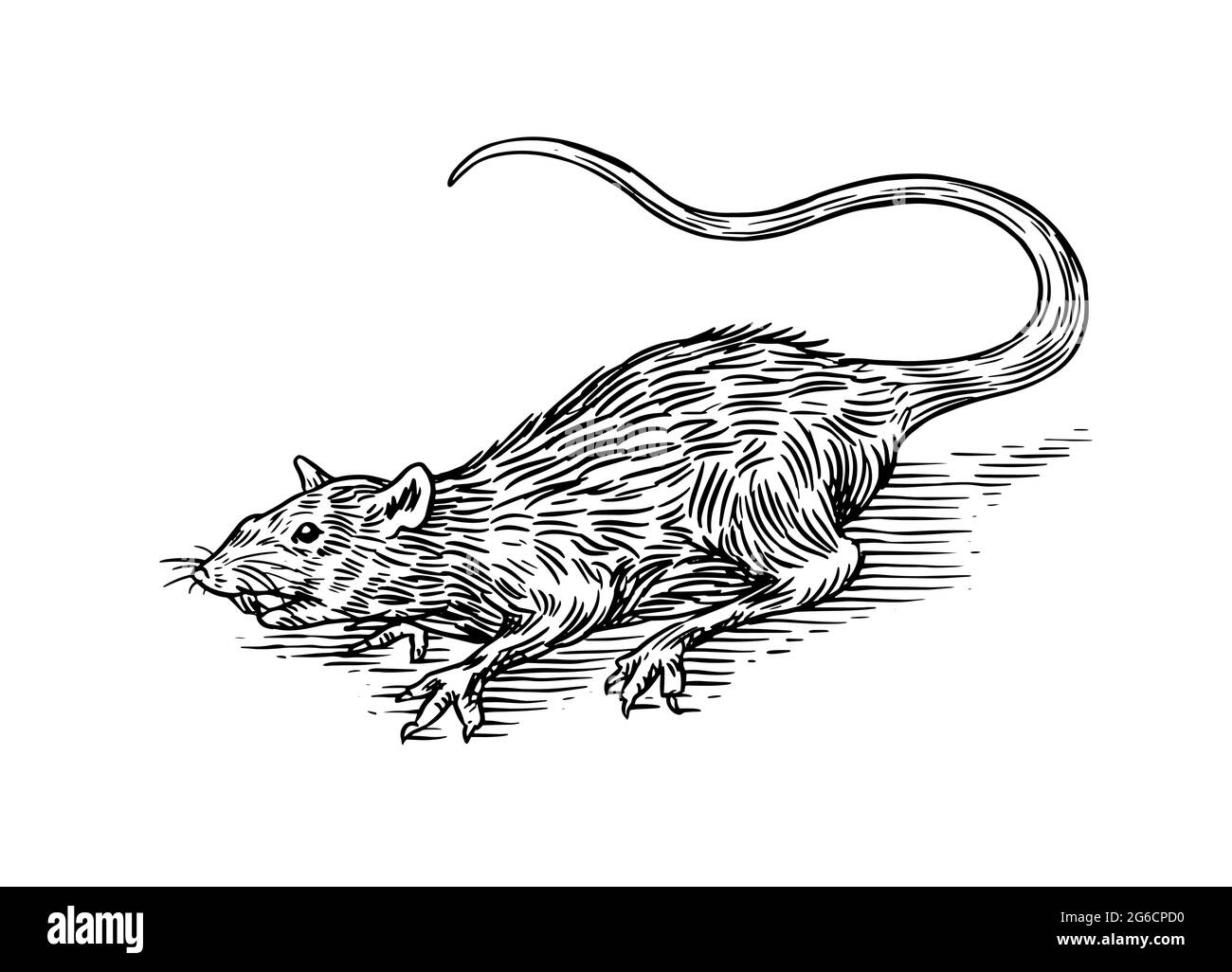 Rat ou souris. Animal sauvage. Gravé à la main, dessiné dans un ancien croquis, style vintage Illustration de Vecteur