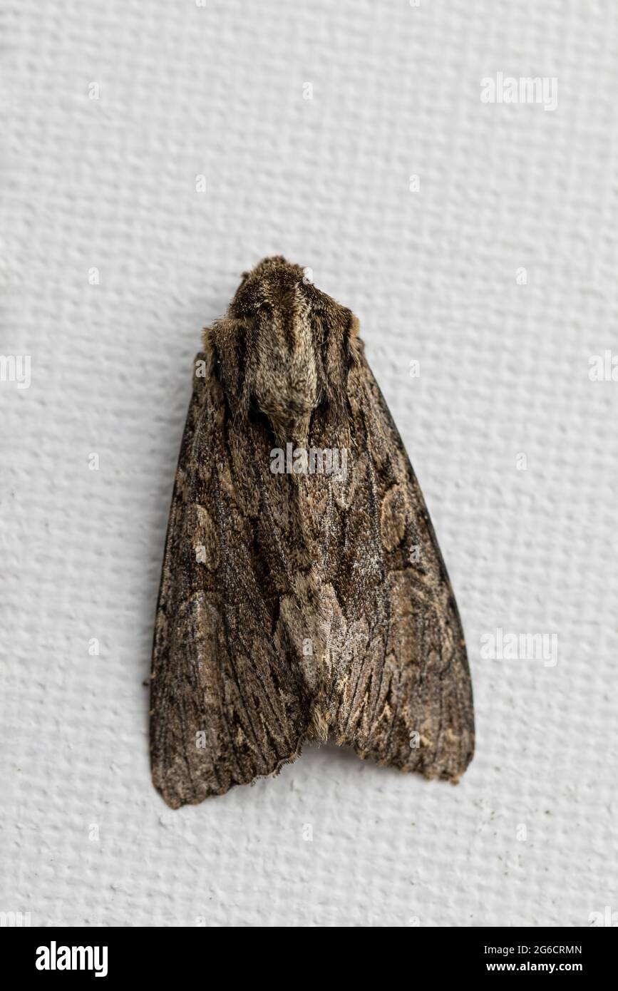 Moth Arches foncé (Apamea monoglypha) Banque D'Images