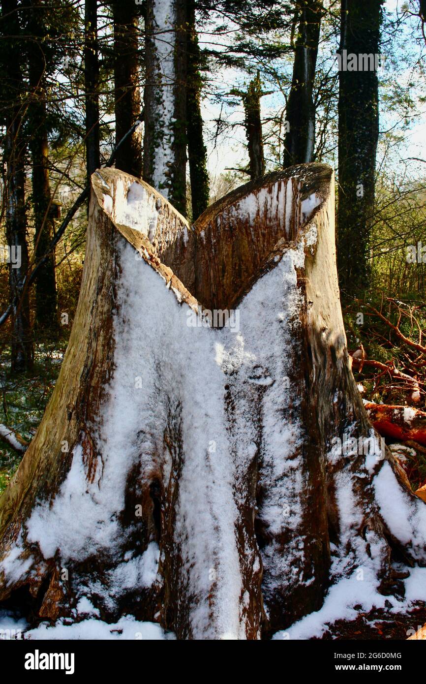 Tronc d'arbre creux sculpté dans le cœur de l'amour sur le sentier nature autour du lac Thun, Interlaken, Unterseen, Suisse, lors d'une matinée de printemps enneigée et froide Banque D'Images