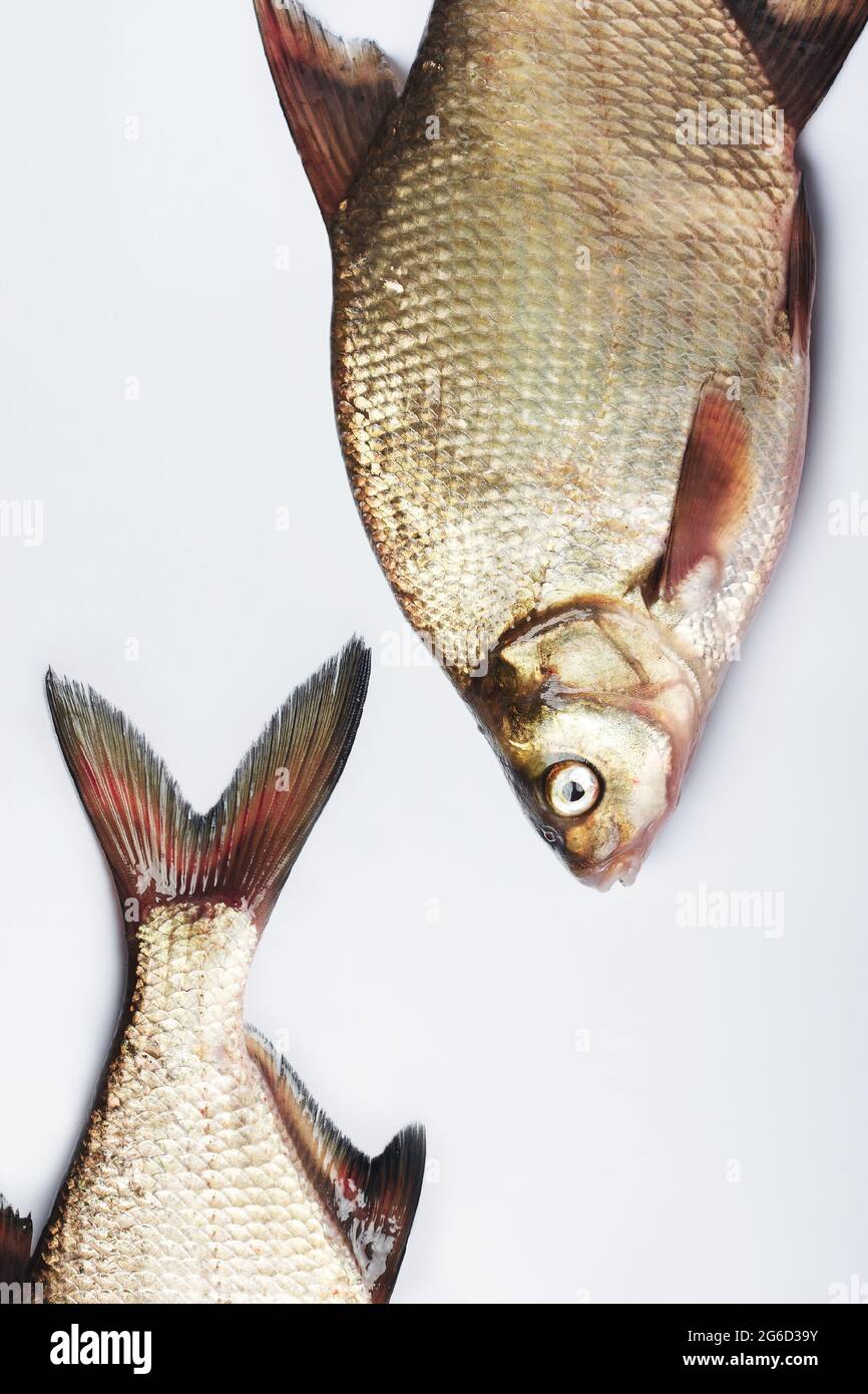 Poisson de dorade d'argent d'eau douce sur une surface blanche. Banque D'Images