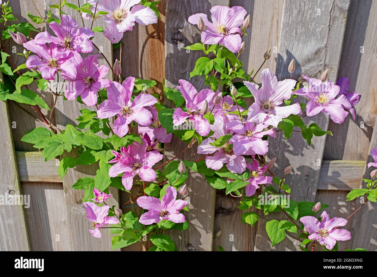 Clématis à fleurs violettes sur un mur en bois Banque D'Images