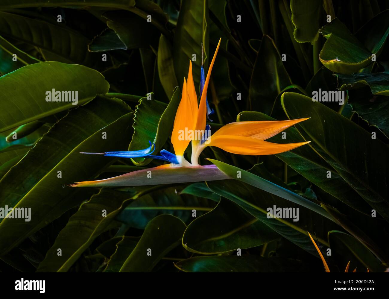 oiseau de paradis coloré fleur de gros plan avec feuille vert foncé flou arrière-plan Banque D'Images