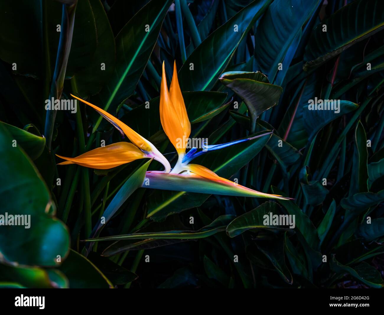oiseau de paradis aux couleurs vives fleur de gros plan sur une feuille vert foncé flou arrière-plan Banque D'Images