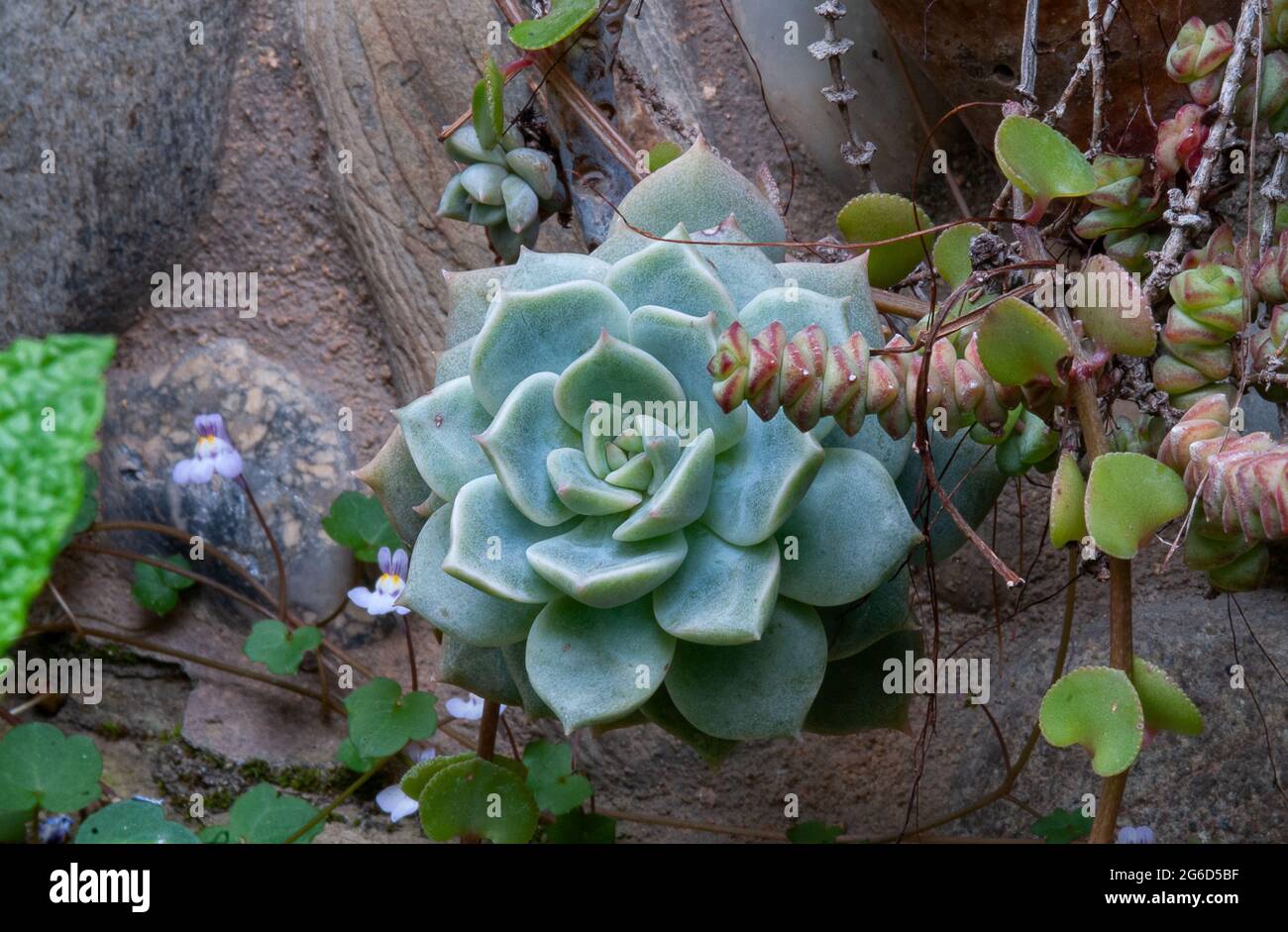 Echeveria elegans. Boule de neige mexicaine Banque D'Images