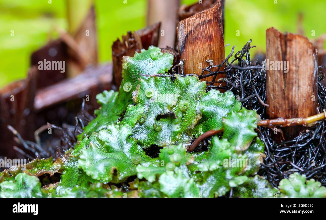 Marchantia polymorpha. Vermillecommune Banque D'Images