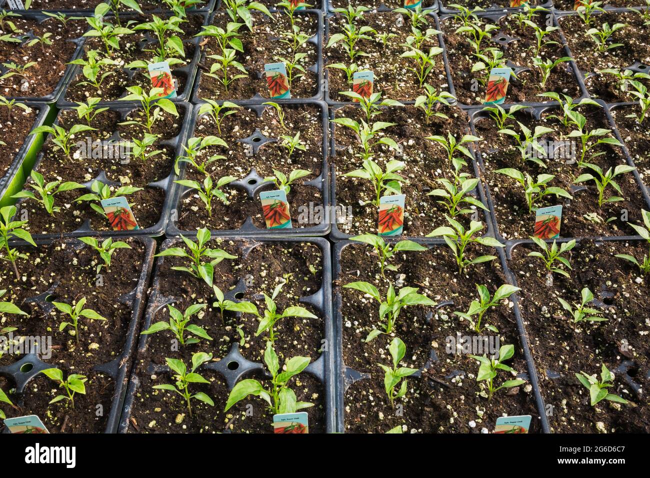 Capsicum annuum. Super Chili hybride Pepper plantes poussant dans des plateaux en plastique à l'intérieur d'une serre Banque D'Images