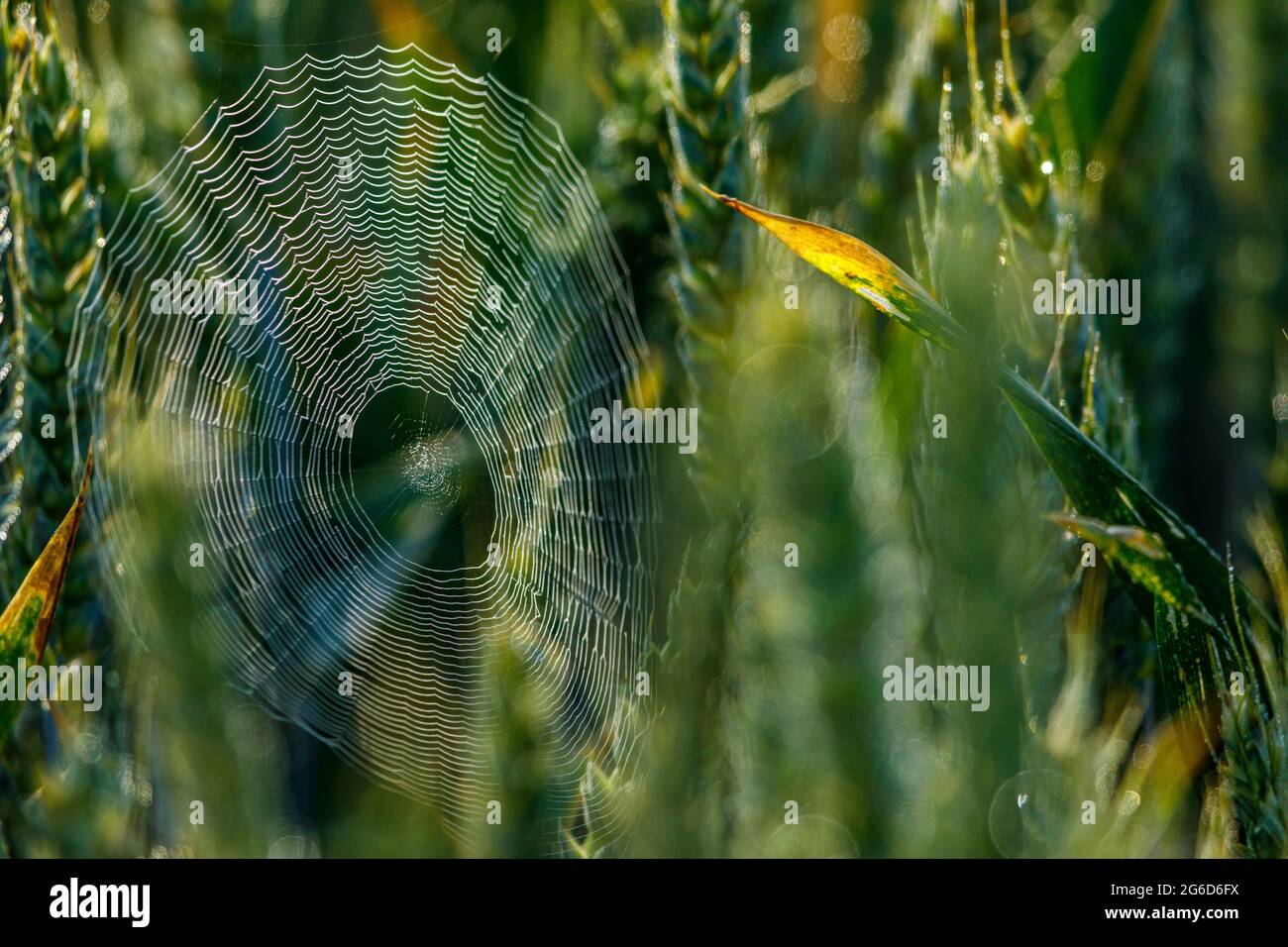 Spider web avec des gouttes de rosée Banque D'Images