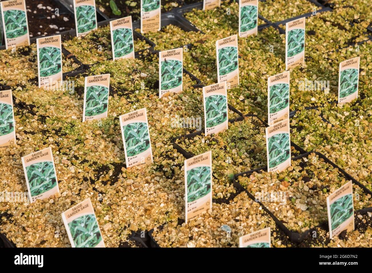 Salvia - étiquettes de plantes de sauge de jardin dans des récipients recouverts d'une couche de vermiculite à l'intérieur d'une serre. Banque D'Images