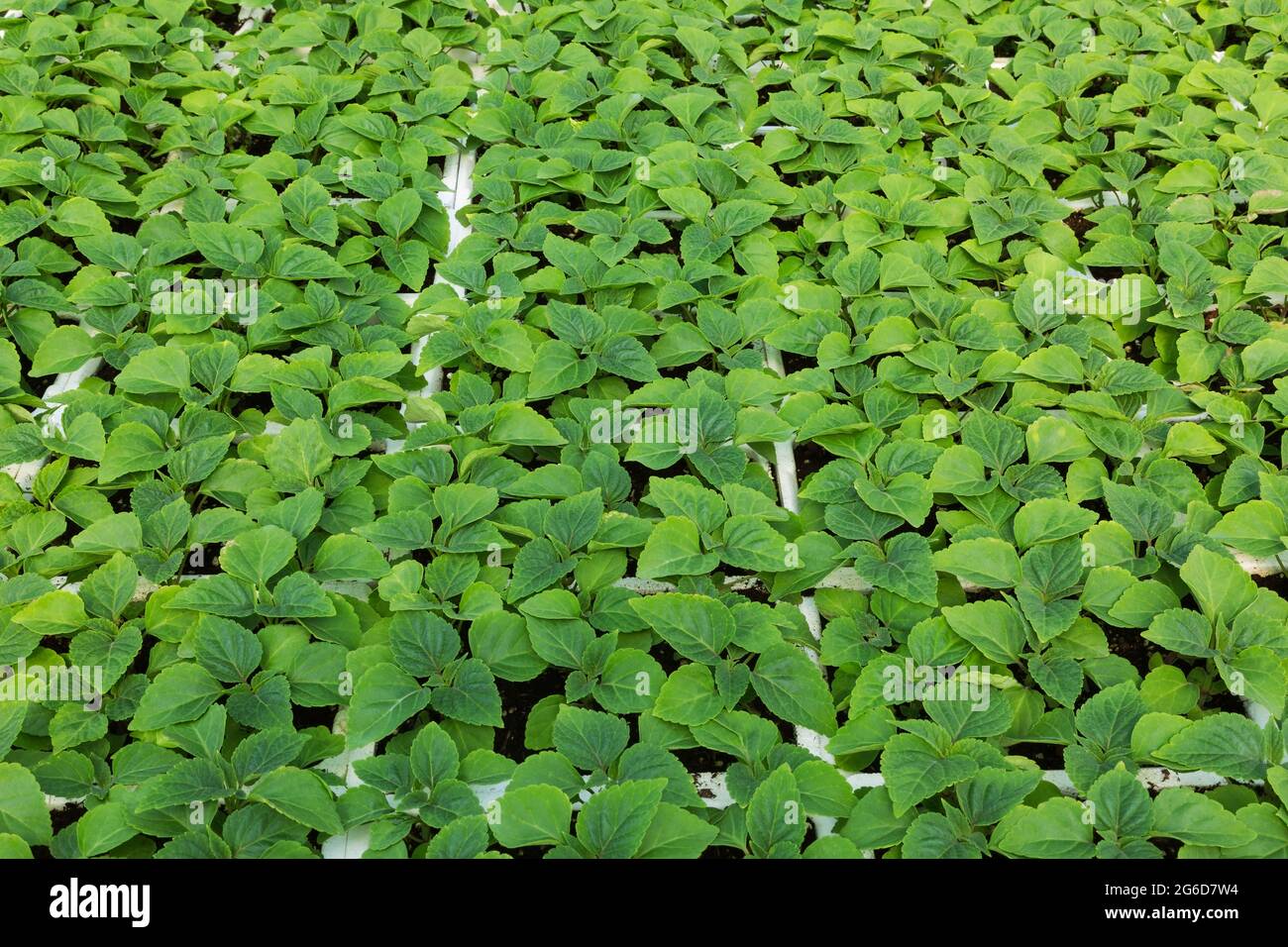 Salvia - les plantes de Sage croissent étroitement ensemble dans des conteneurs à l'intérieur d'une serre. Banque D'Images