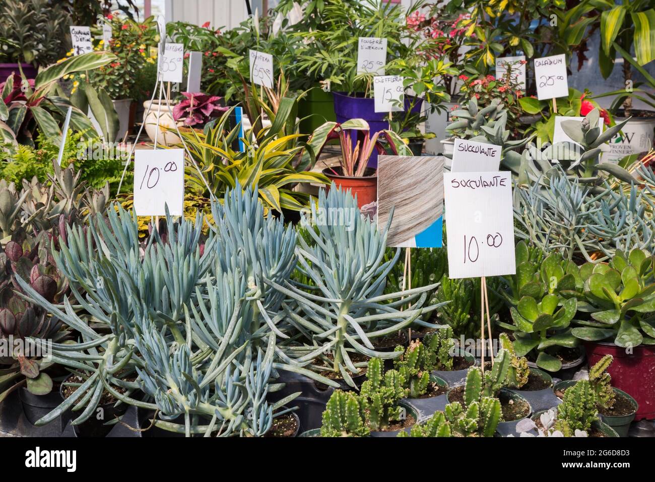Mélange de Cacti et d'Echeveria - plantes succulentes à vendre à l'intérieur d'une serre. Banque D'Images