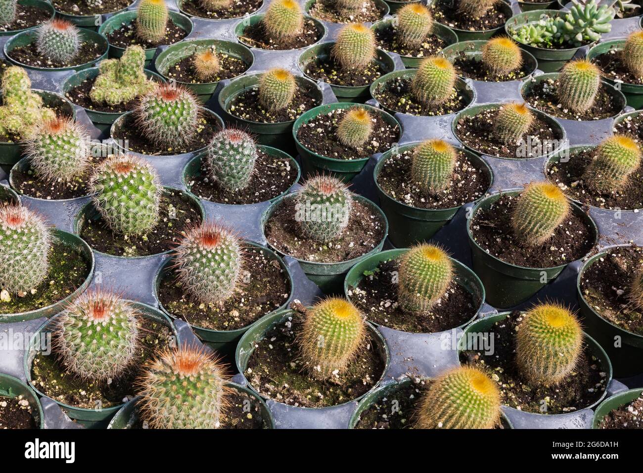 Plantes mixtes Cacti poussant dans des récipients en plastique à l'intérieur d'une serre. Banque D'Images
