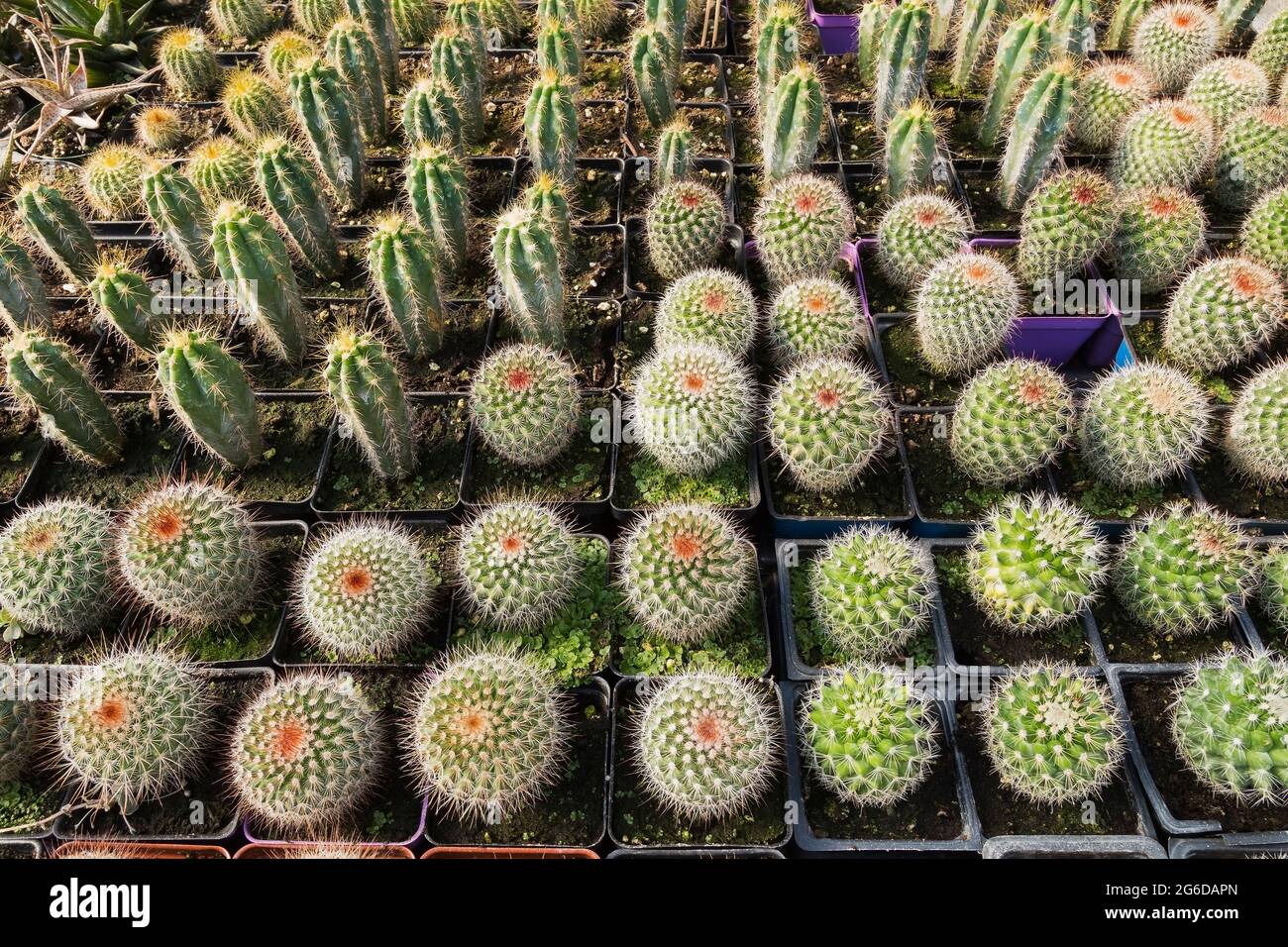 Plantes mixtes Cacti poussant dans des récipients en plastique à l'intérieur d'une serre. Banque D'Images