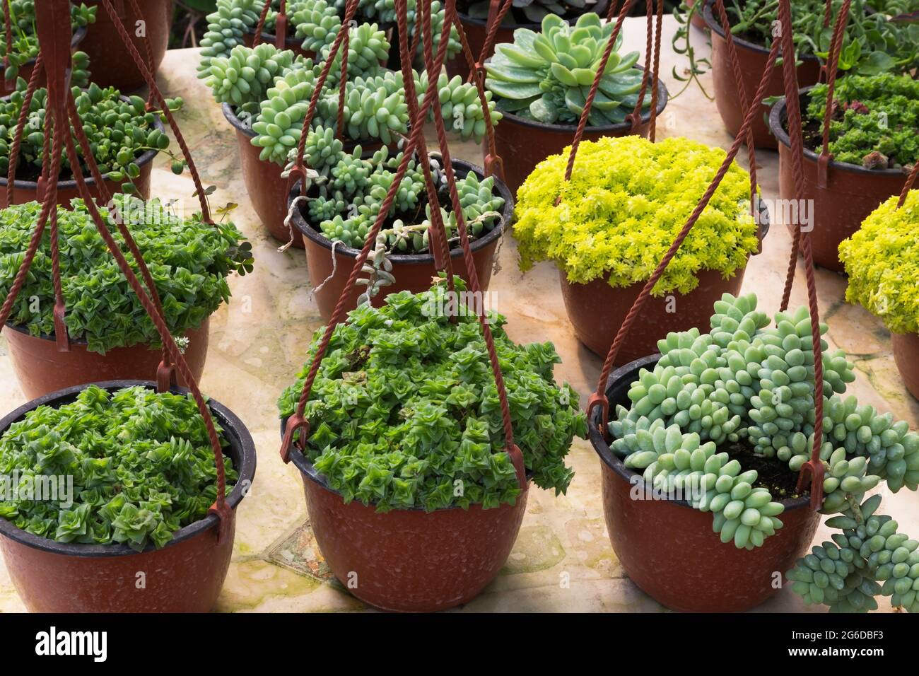 Mélange d'Echeveria - plantes succulentes en plastique brun paniers suspendus sur la table à l'intérieur d'une serre. Banque D'Images