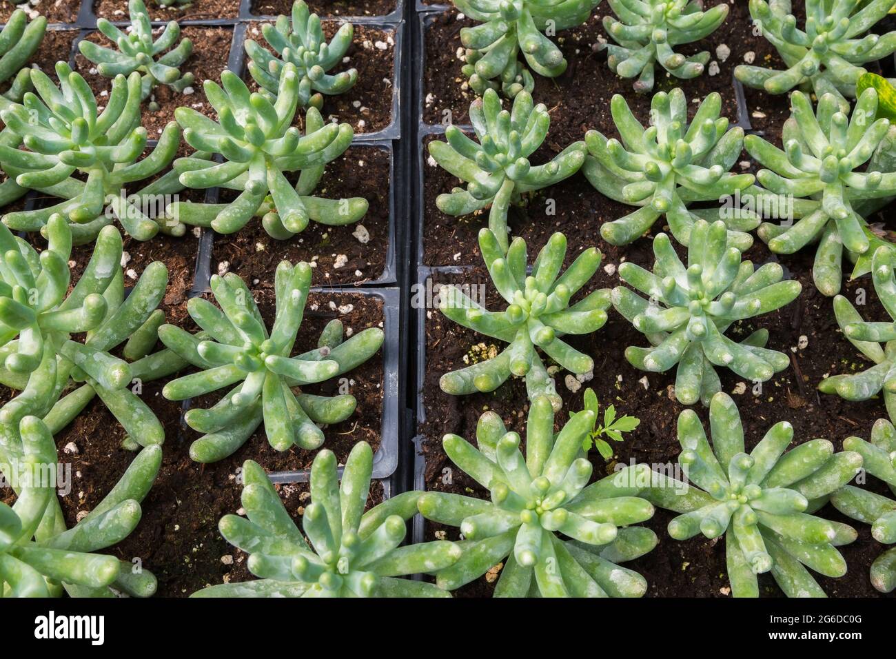 Pachyphytum compactum - plantes succulentes compactes 'Thick Plant' poussant dans des récipients en plastique à l'intérieur d'une serre Banque D'Images