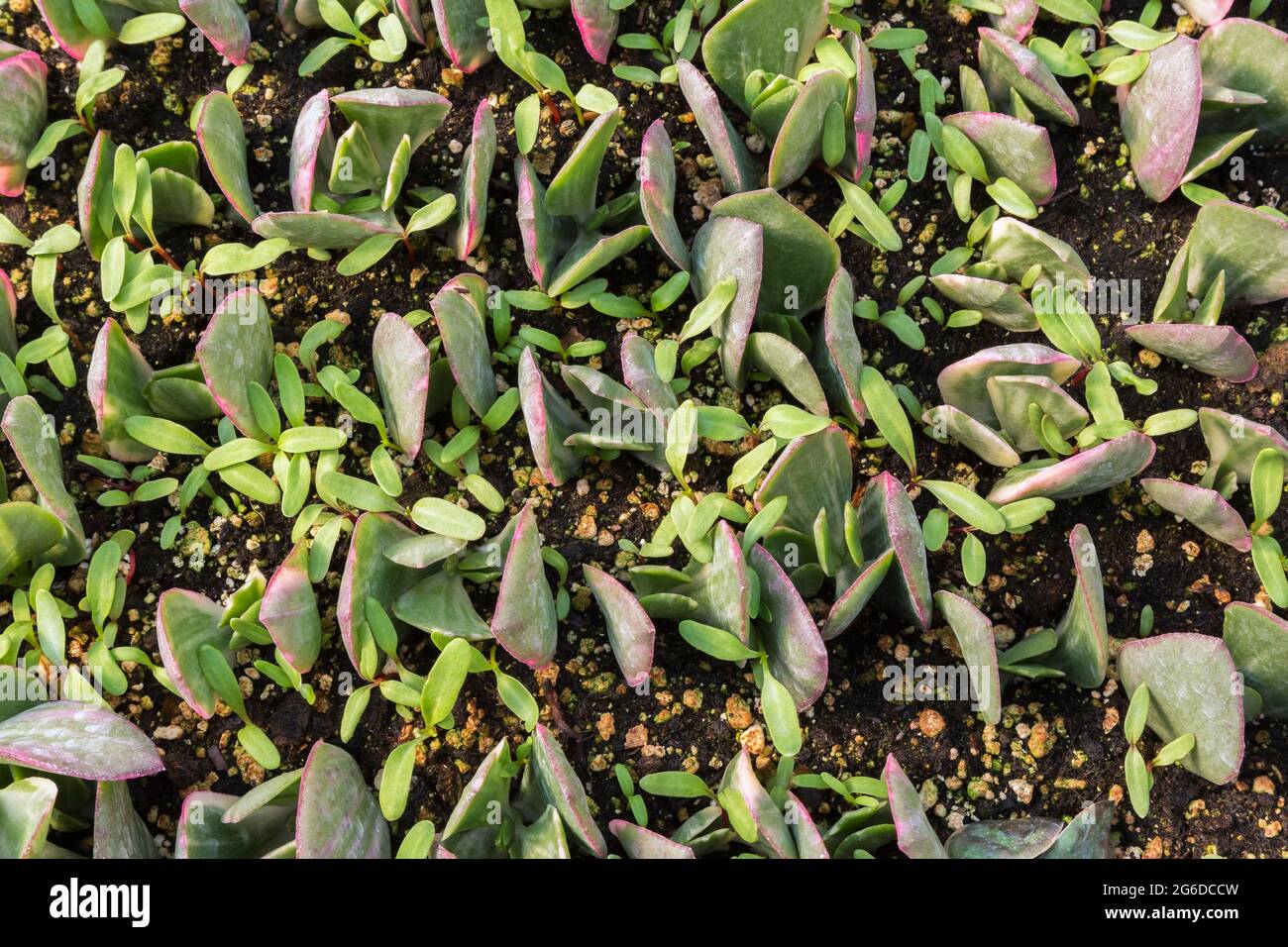 Gros plan d'Echeveria - succulentes boutures de plantes qui poussent dans le sol enrichi de vermiculite Banque D'Images