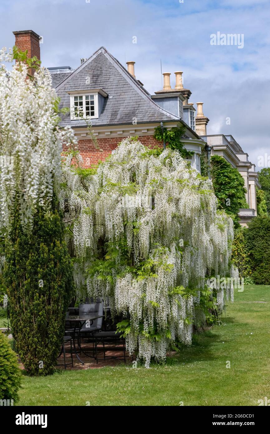 belle cascade de ratons laveurs wisteria blancs Banque D'Images