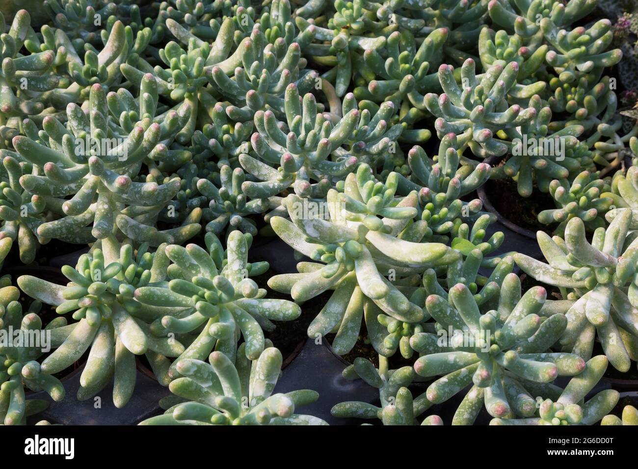 Echeveria - plantes succulentes avec des taches d'eau dures qui poussent dans des récipients à l'intérieur d'une serre Banque D'Images