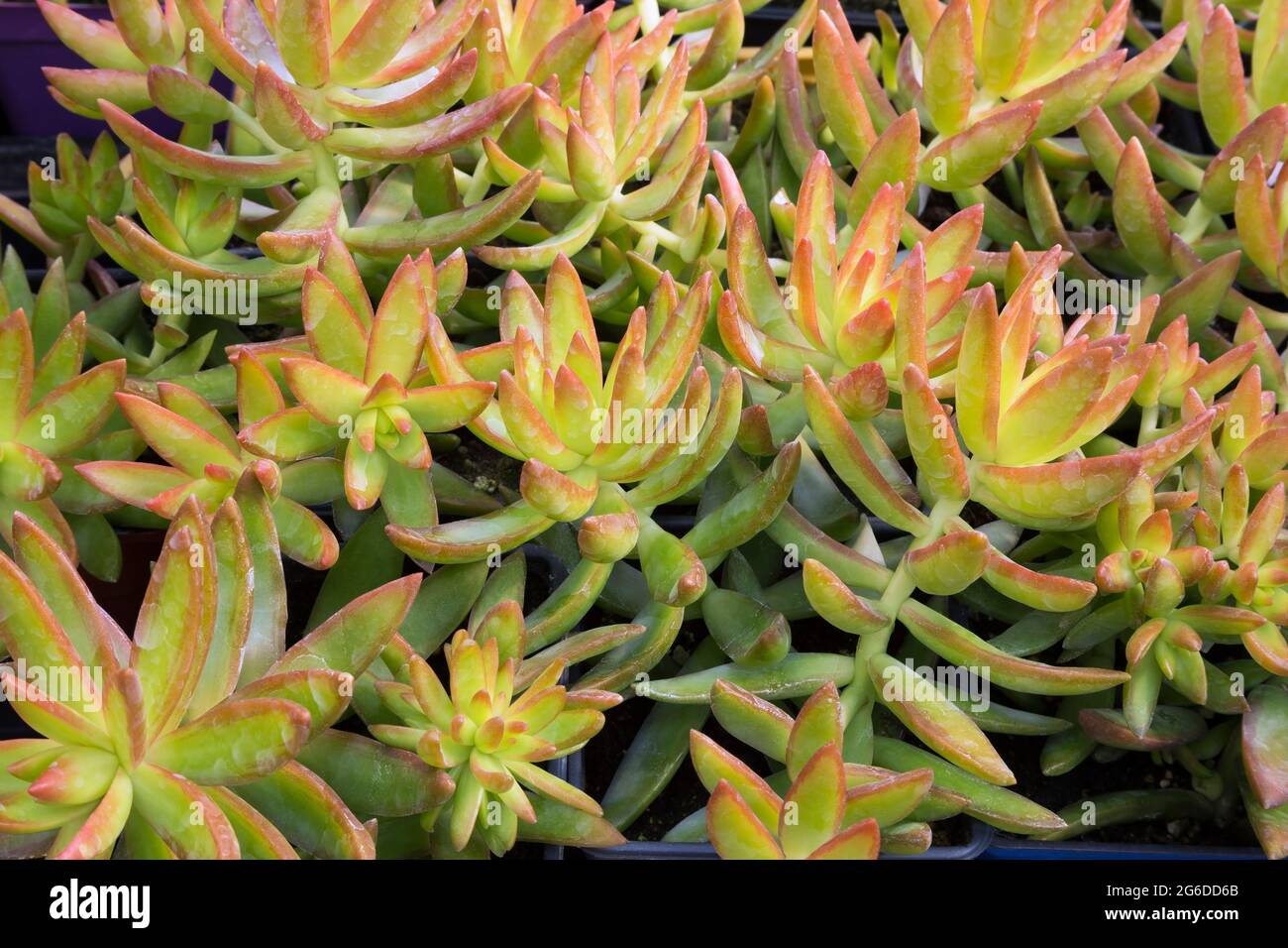 Echeveria jaune verdâtre - plantes succulentes poussant dans des récipients Banque D'Images